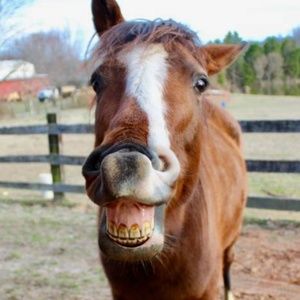 Meet your Posher, Sable